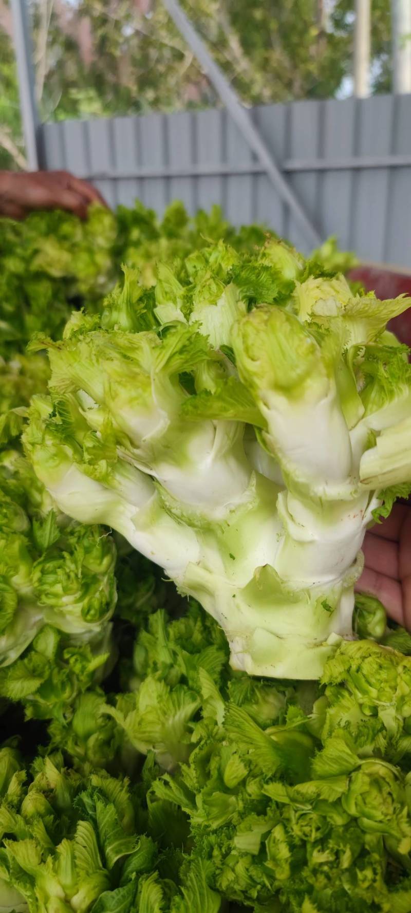 四川精品儿菜，对接电商，超市，加工厂，泡菜厂