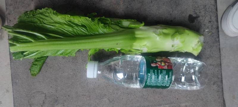 棒菜四川精品棒菜，新鲜供应，电商，平台，超市