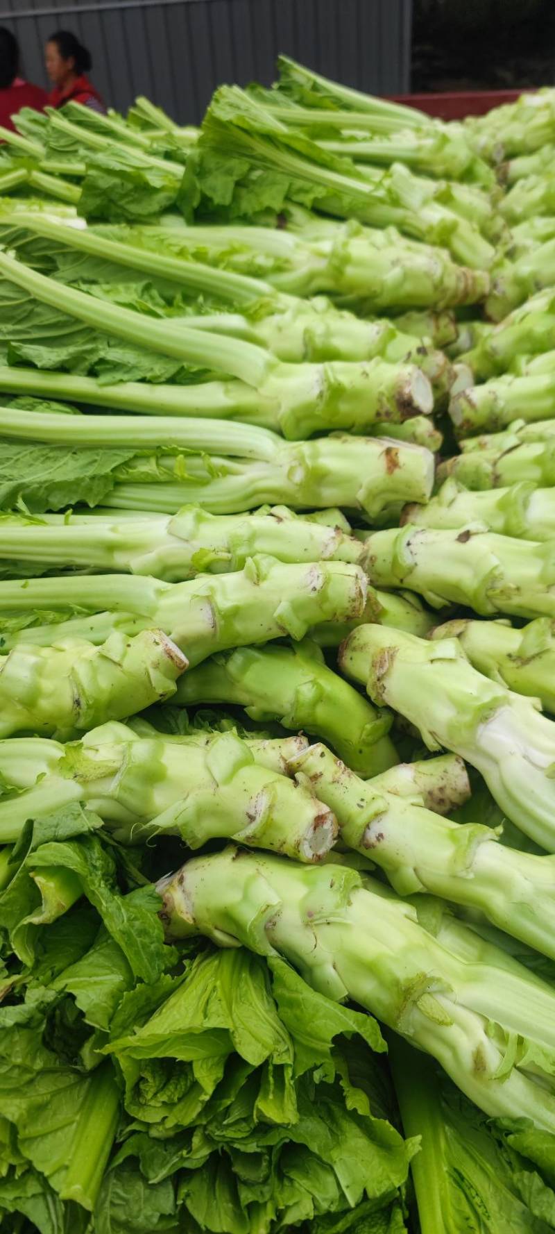 棒菜四川精品棒菜，新鲜供应，电商，平台，超市
