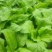 棒菜四川精品棒菜，新鲜供应，电商，平台，超市