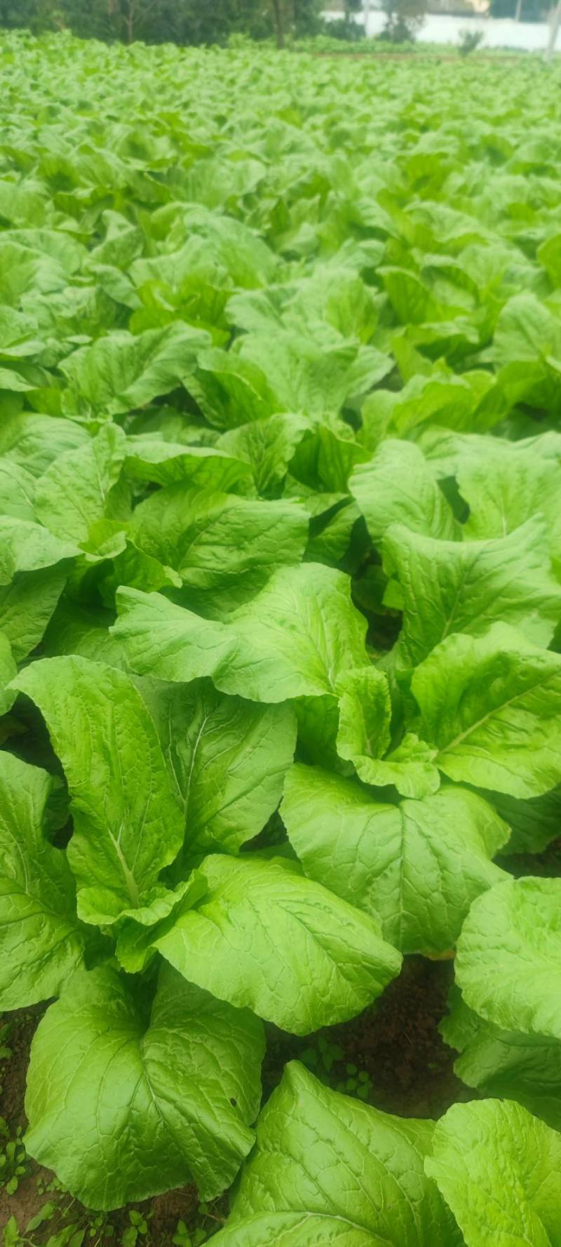 棒菜四川精品棒菜，新鲜供应，电商，平台，超市