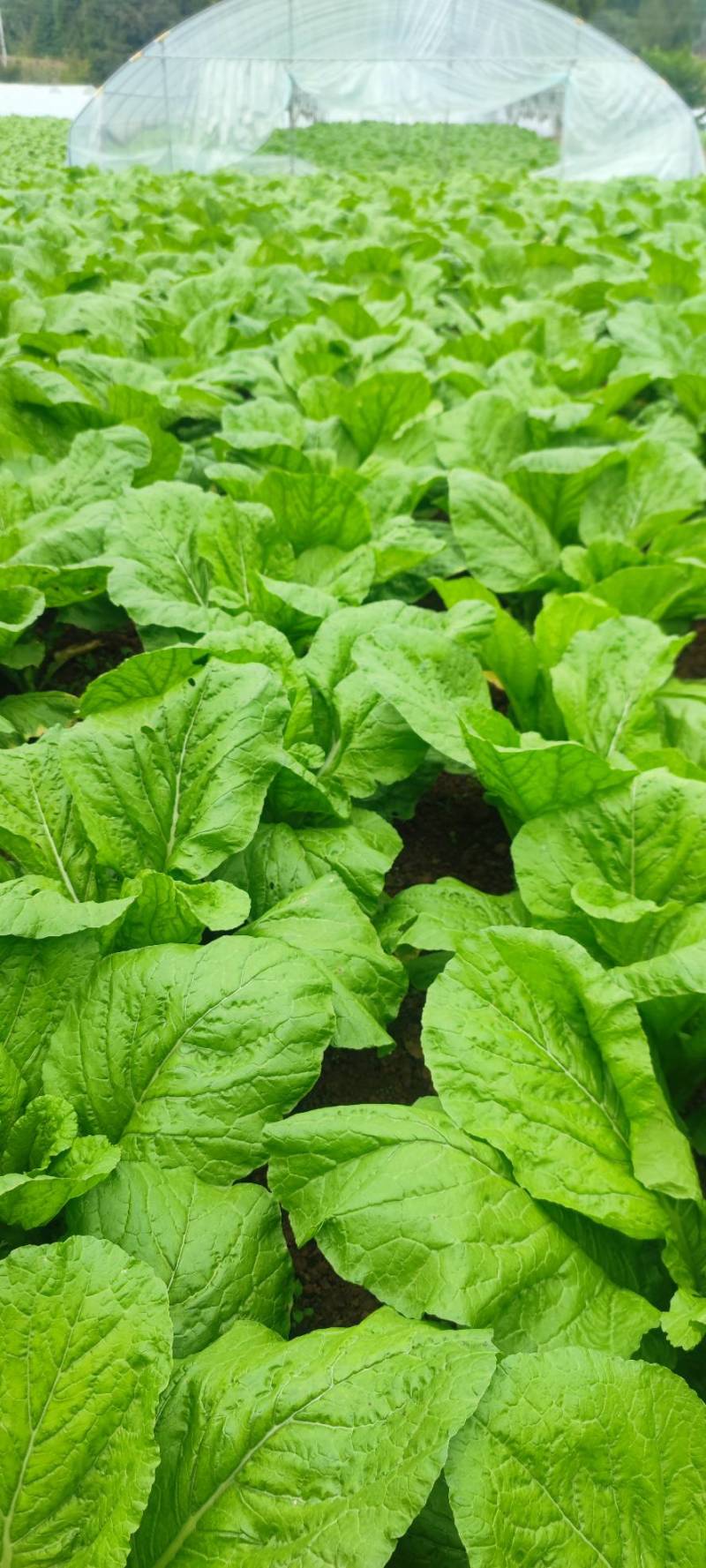 棒菜四川精品棒菜，新鲜供应，电商，平台，超市