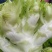 四川精品儿菜，对接电商，超市，加工厂，泡菜厂