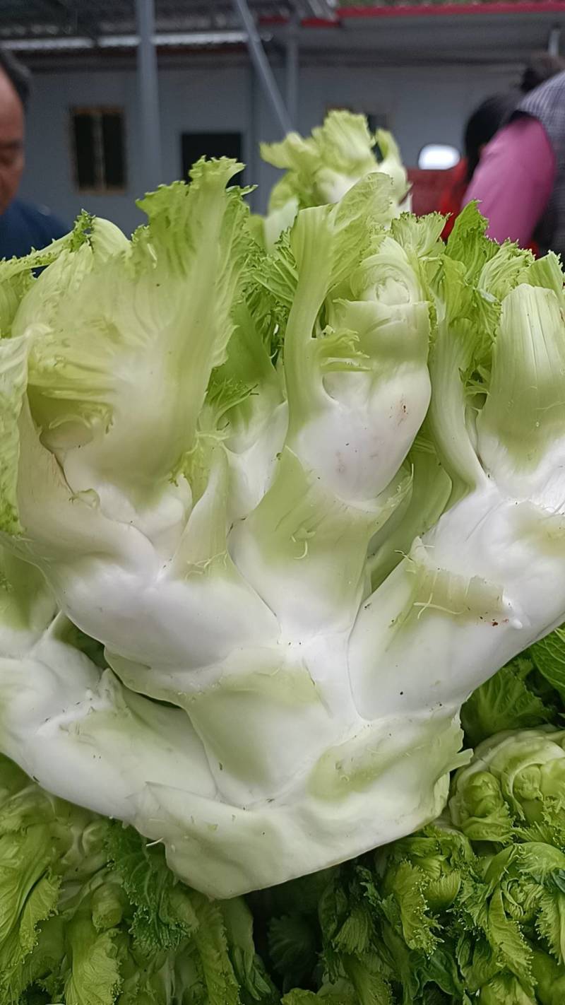 四川精品儿菜，对接电商，超市，加工厂，泡菜厂