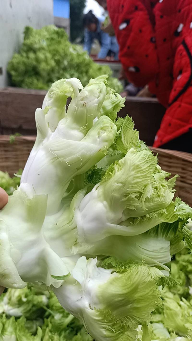 四川精品儿菜，对接电商，超市，加工厂，泡菜厂