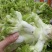四川精品儿菜，对接电商，超市，加工厂，泡菜厂