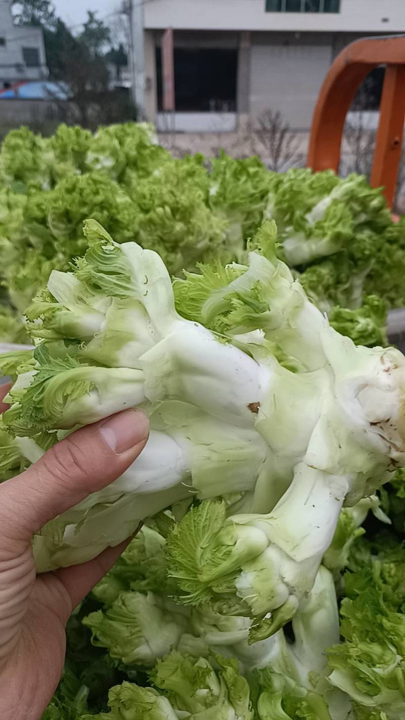 四川精品儿菜，对接电商，超市，加工厂，泡菜厂