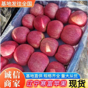 寒富平果辽宁苹果现货供应规格齐全随到随装可全国代发