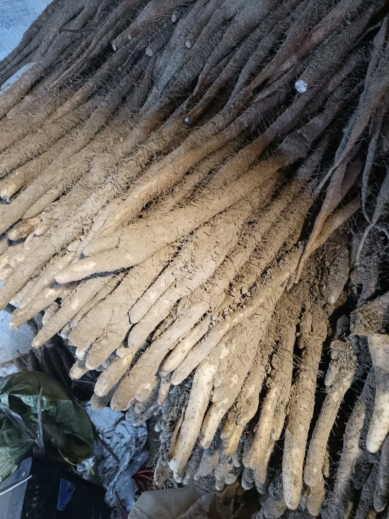 小白嘴山药