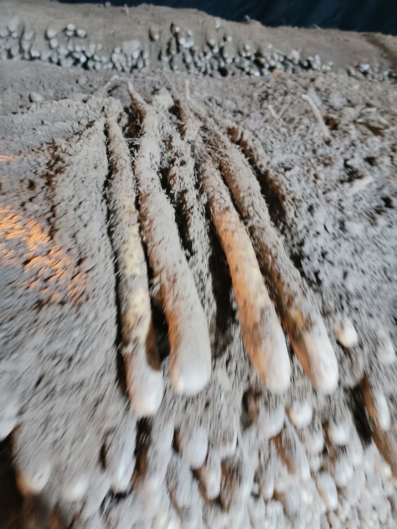 小白嘴山药