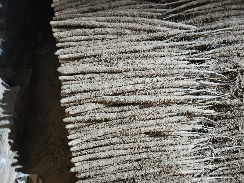 小白嘴山药