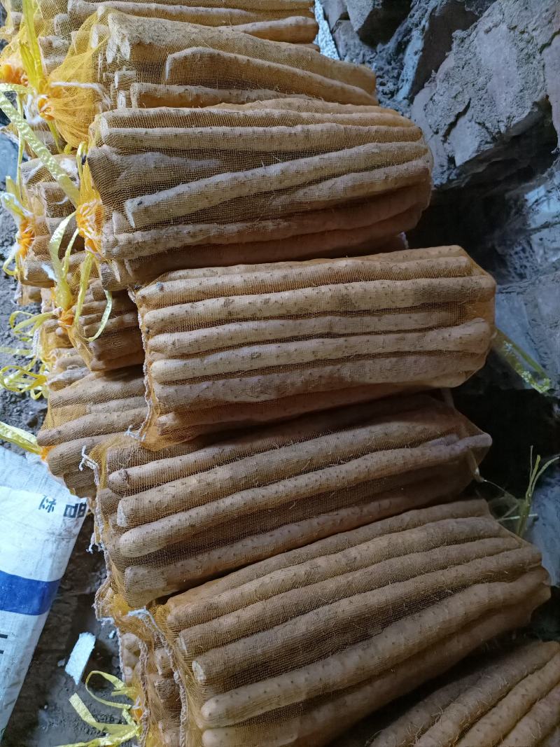 小白嘴山药