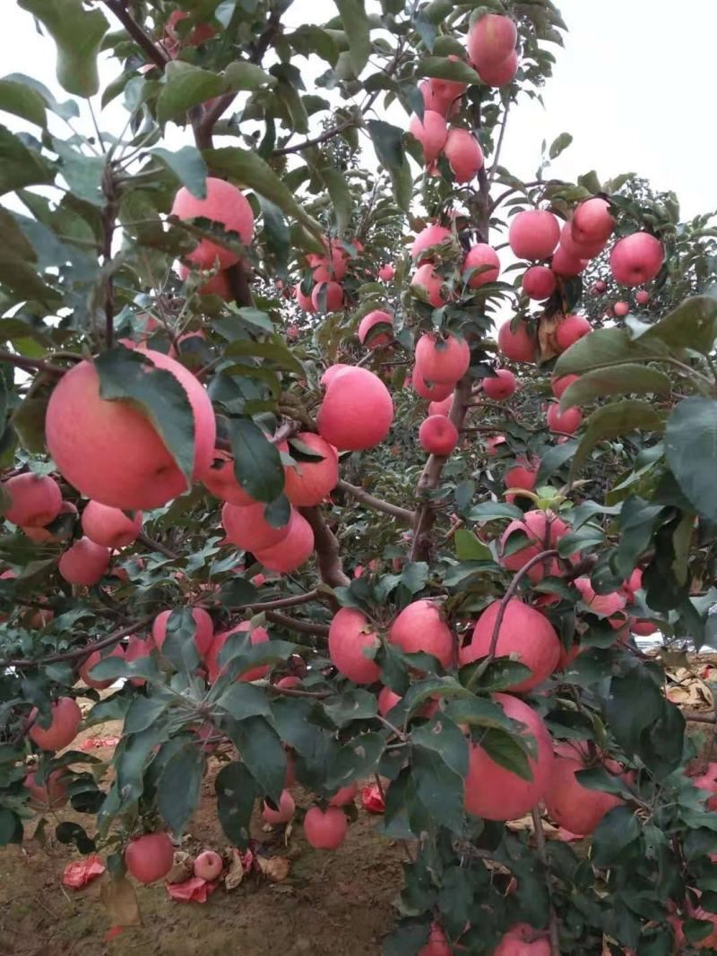 寒富平果辽宁苹果现货供应规格齐全随到随装可全国代发