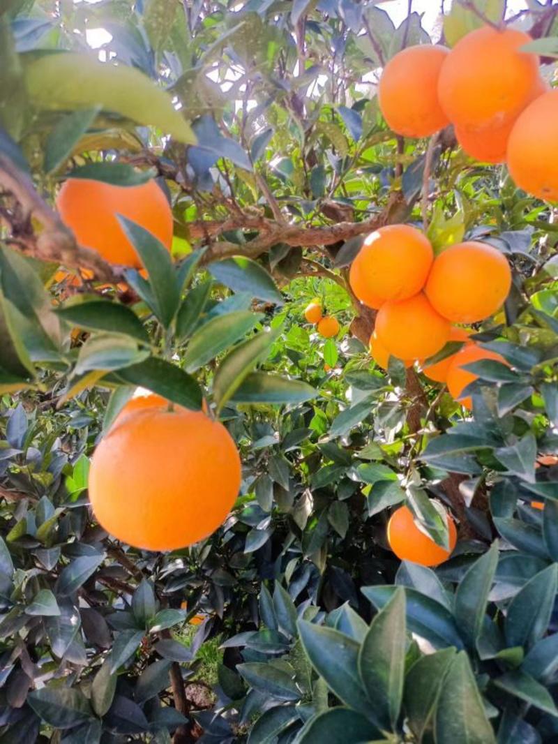 橙子九月红果冻橙九月红脐橙产地直发果大皮薄口感甜