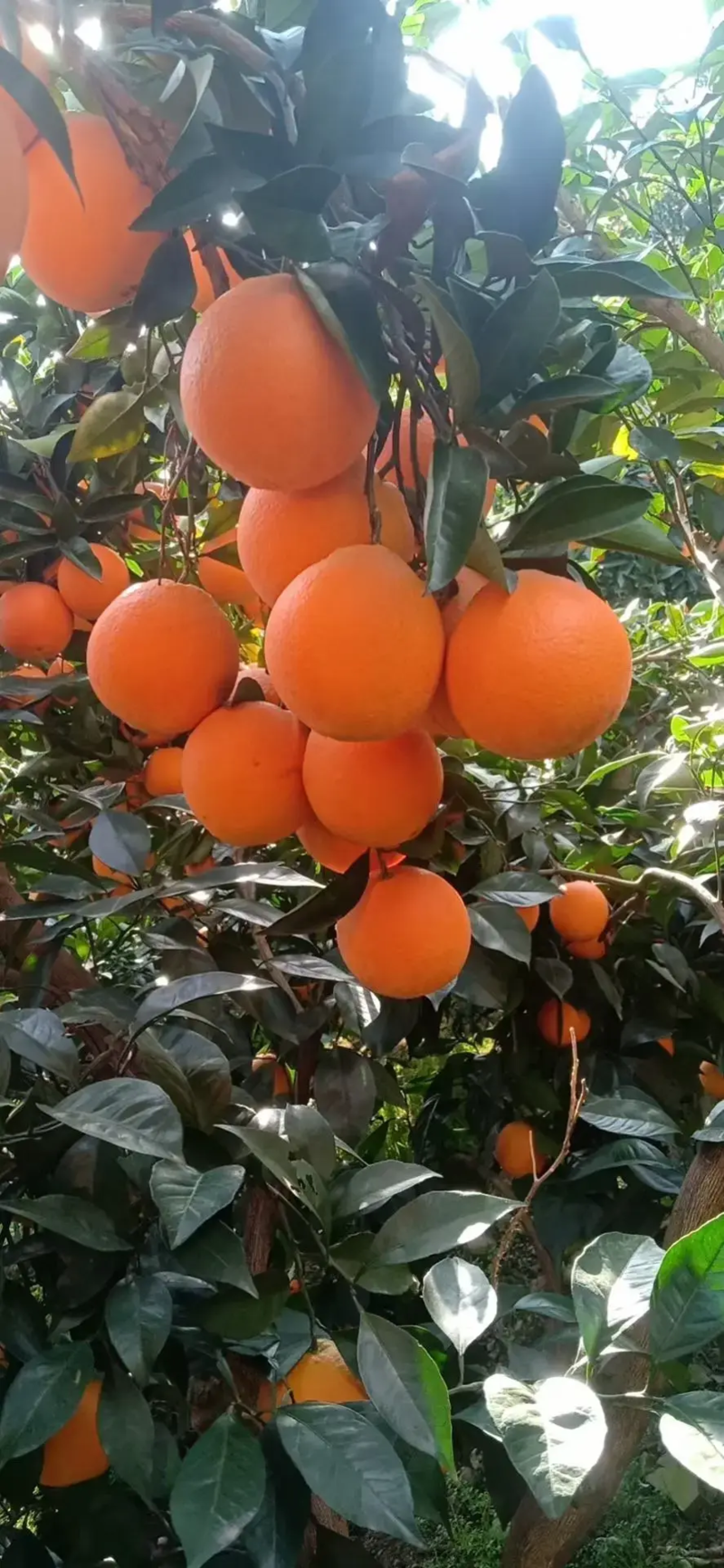 橙子九月红果冻橙九月红脐橙产地直发果大皮薄口感甜
