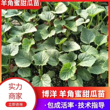 【推荐】甜瓜苗博洋甜瓜苗系列羊角蜜绿宝石甜瓜
