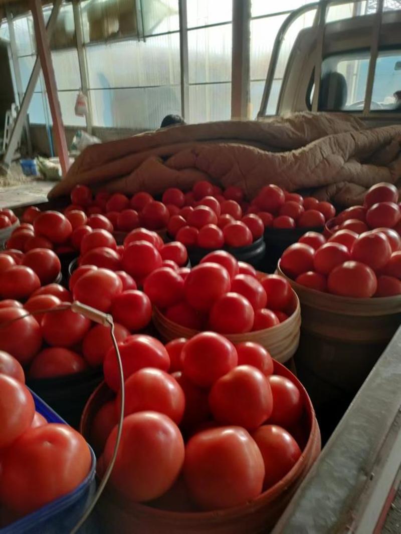 西红柿大量上市量大从优欢迎咨询