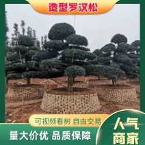 罗汉松，规格齐全，量大从优，基地直发，欢迎采购对接