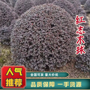 红志木球，规格齐全，量大从优，基地直发，欢迎采购对接联系