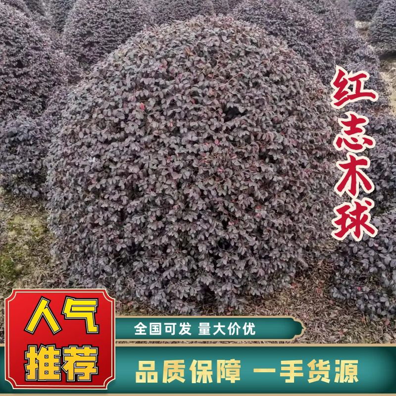 红志木球，规格齐全，量大从优，基地直发，欢迎采购对接联系