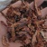 山东菏泽皱木瓜木瓜，中药材批发零售，欢迎联系