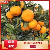 武当优质蜜橘，货源充足，产地直销诚信经营，保质保量