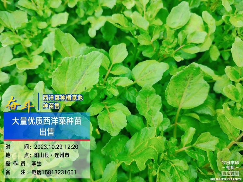 广东清远优质西洋菜种苗基地直发货量充足稳定