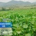 广东清远优质西洋菜种苗基地直发货量充足稳定
