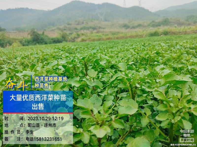 广东清远优质西洋菜种苗基地直发货量充足稳定