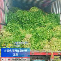 广东清远优质西洋菜种苗基地直发货量充足稳定