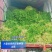 广东清远优质西洋菜种苗基地直发货量充足稳定