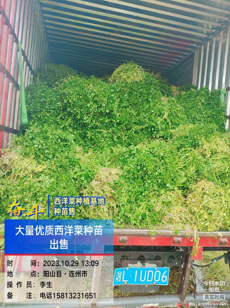 广东清远优质西洋菜种苗基地直发货量充足稳定