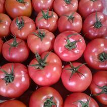山东西红柿，精品西红柿，产地直销质量保证，