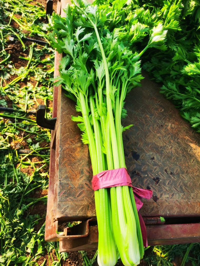 法国皇后芹菜大量上市