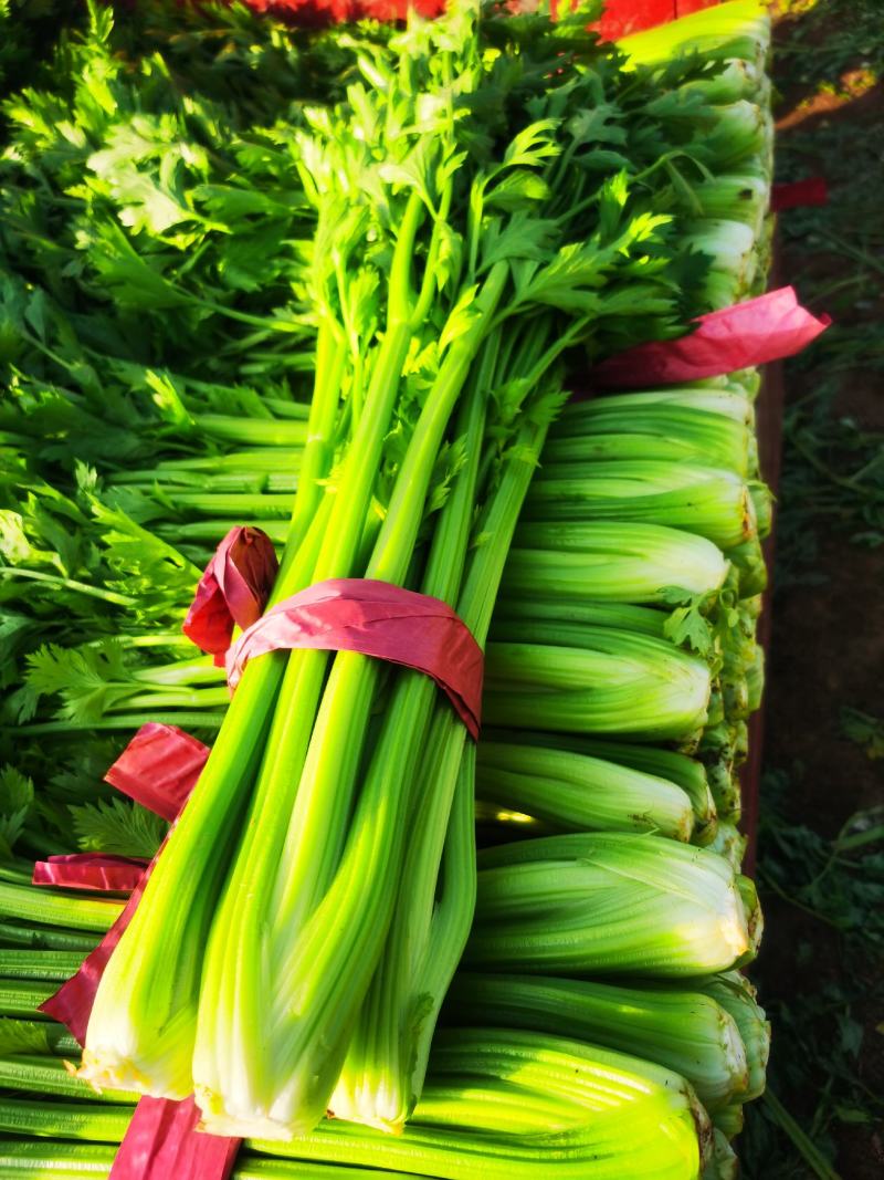 法国皇后芹菜大量上市