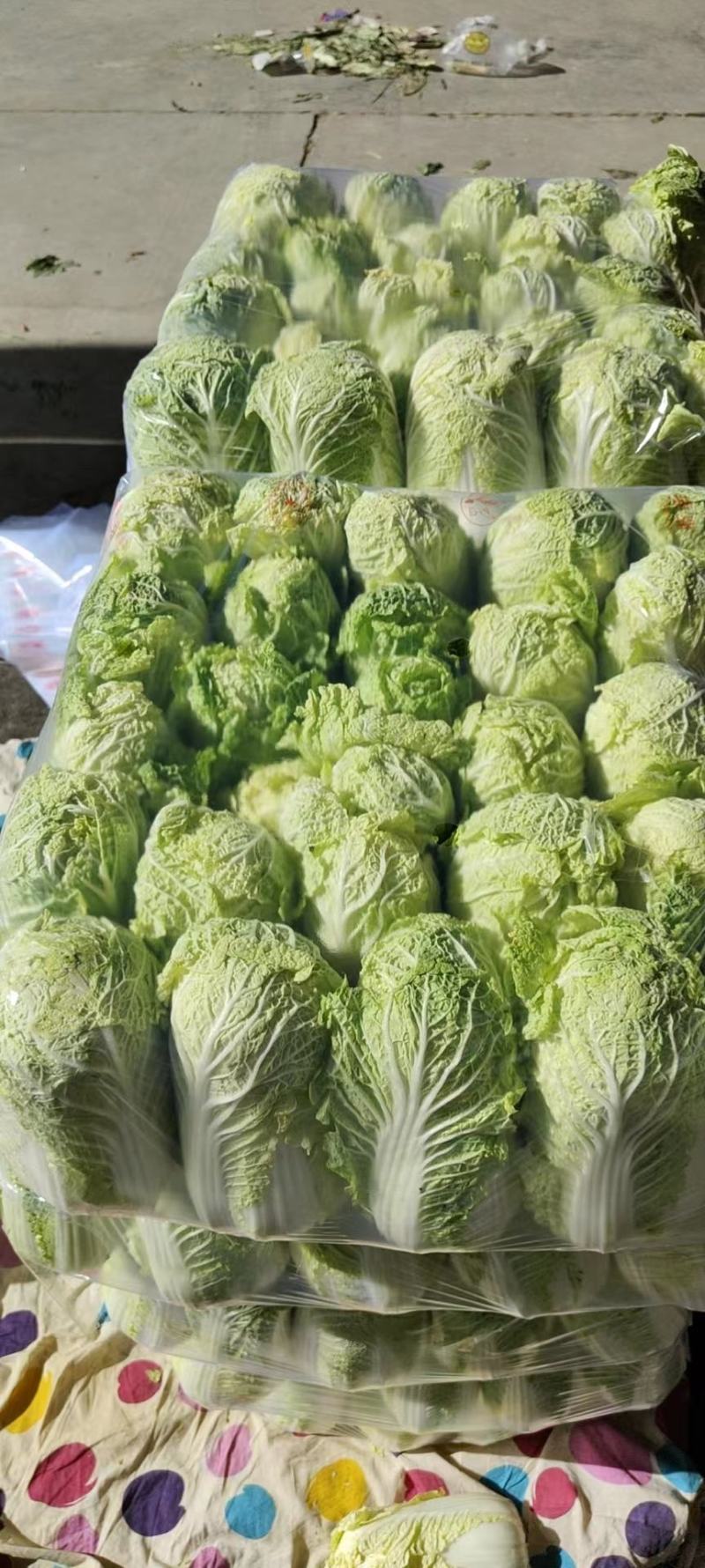 精品娃娃菜