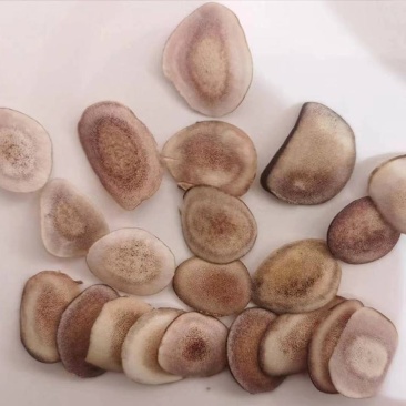 鹿角片批发一手货源厂家直发一件代发吉林双阳鹿场鹿茸片