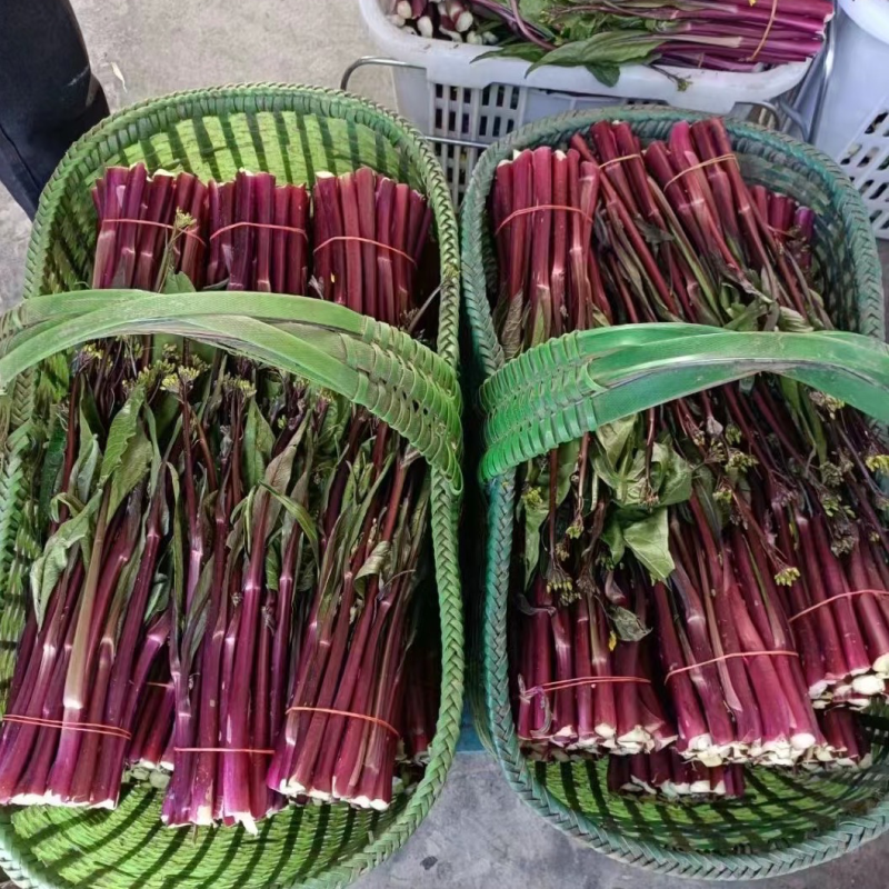 红菜苔湖北当阳红菜苔保质保量产地直发电商市场
