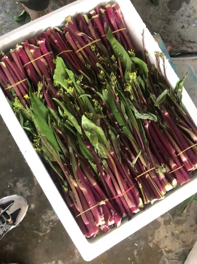 红菜苔湖北当阳红菜苔保质保量产地直发电商市场