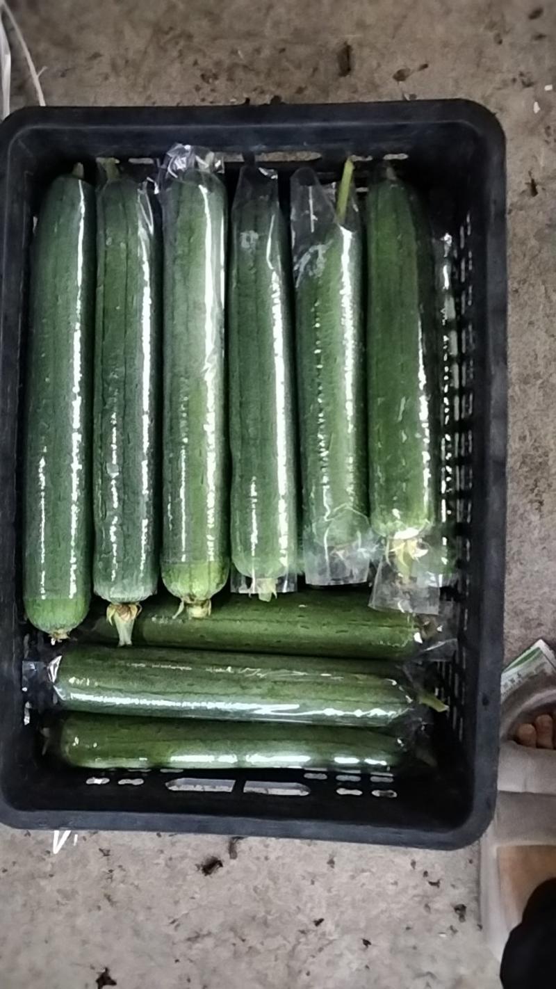 精品套网丝瓜，每天大量供应一手货源，地址惠州博罗
