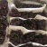 【实力推荐】河北精品巨峰葡萄大粒大串可下地看货