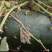 八万斤冬瓜欢迎各位老板直购