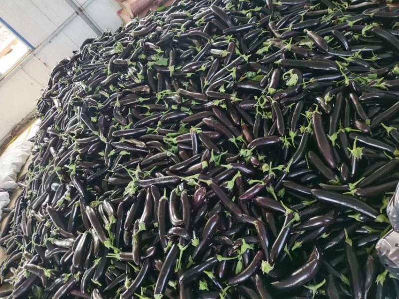 辽宁精品长茄无字亮