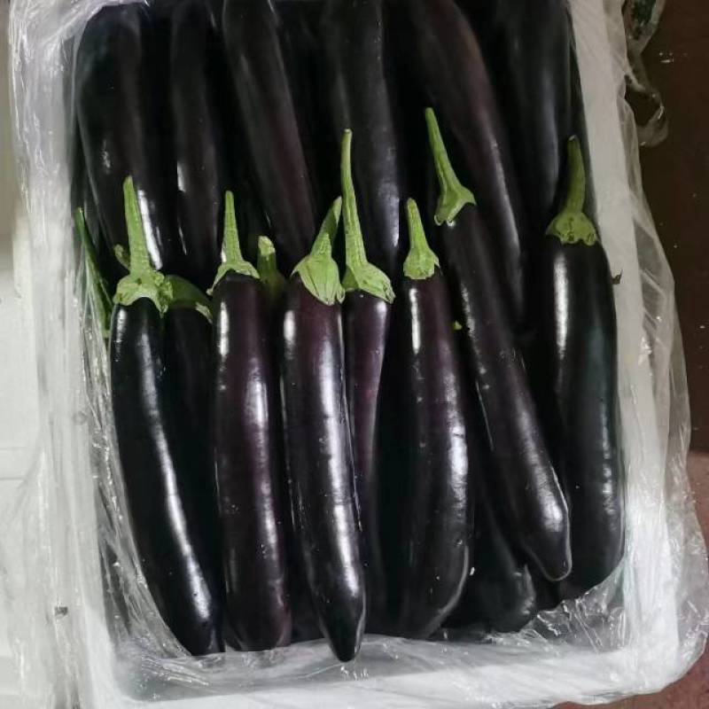 辽宁精品长茄无字亮