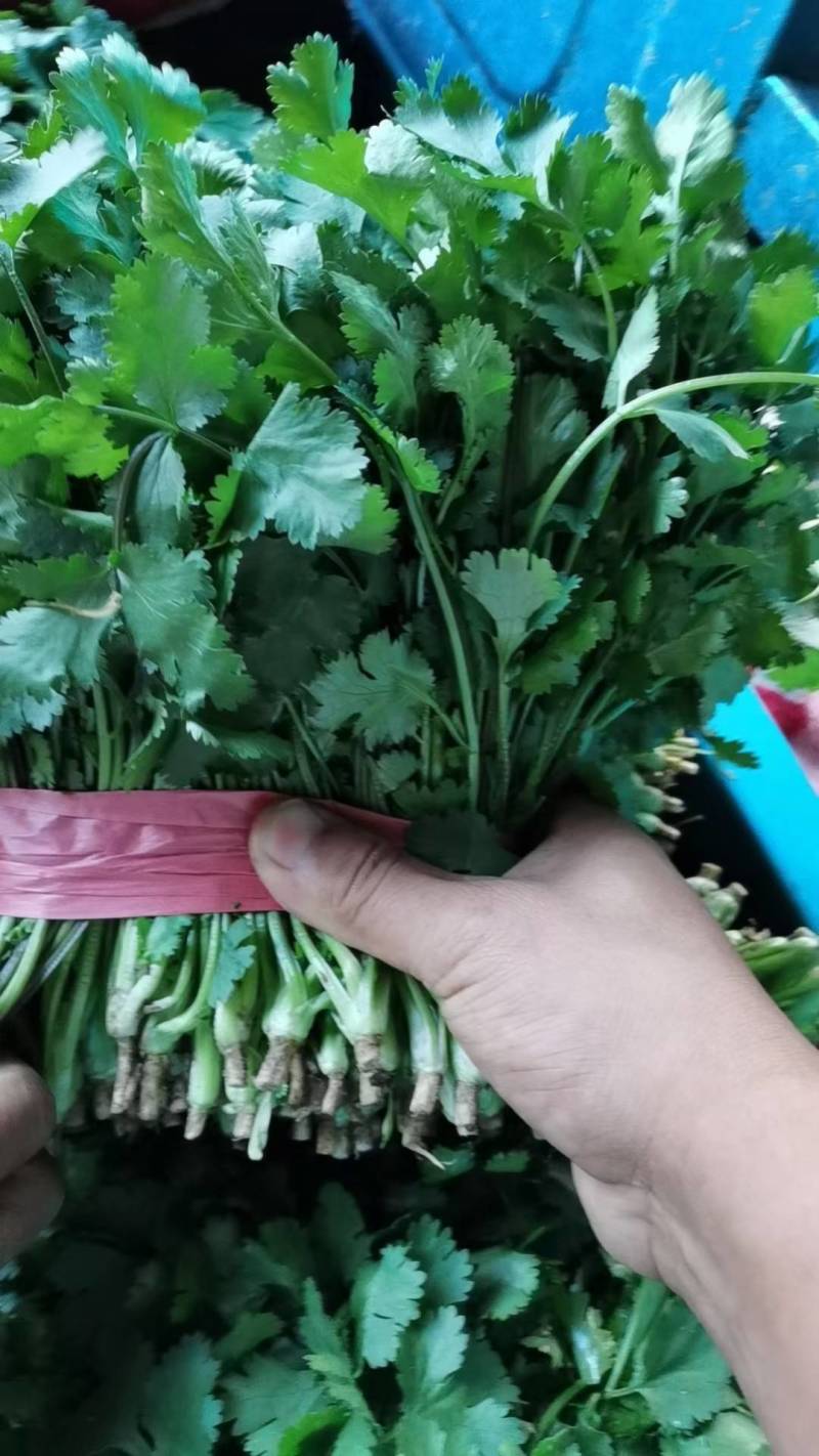 意大利生菜精品意大利