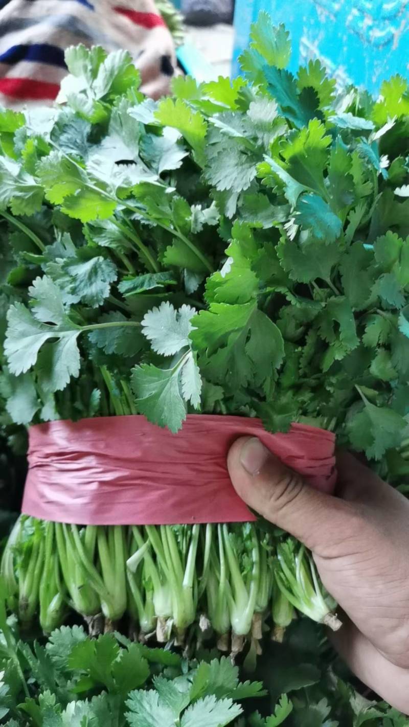 意大利生菜精品意大利
