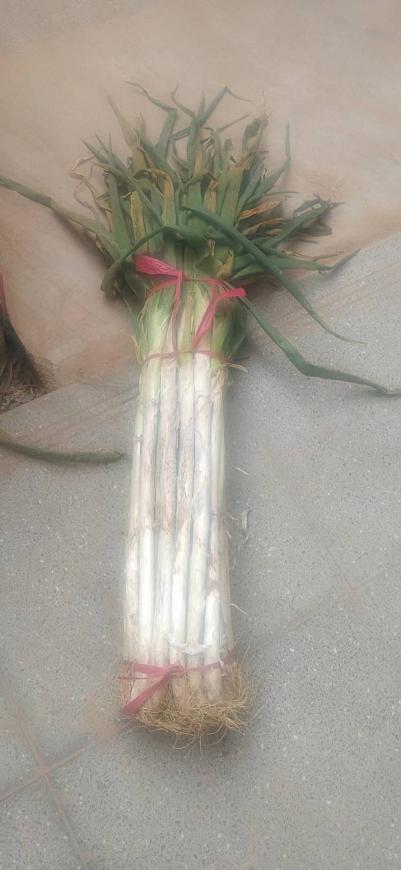 长白大葱
