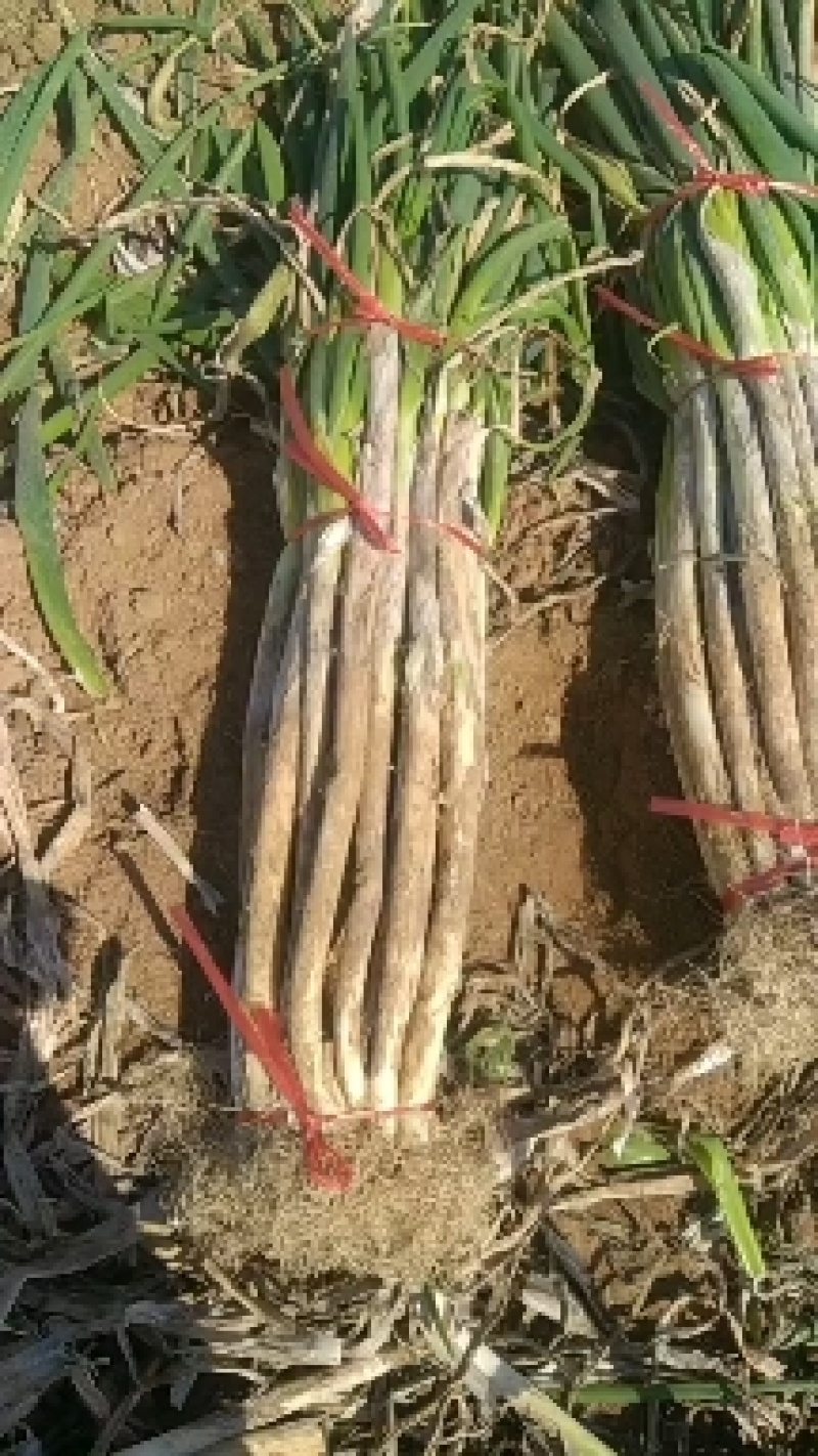 长白大葱