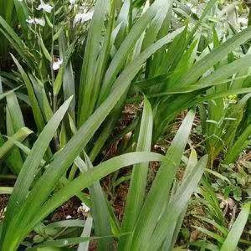 扁竹根莺尾扁竹叶一手货源货源稳定量大优惠欢迎电联