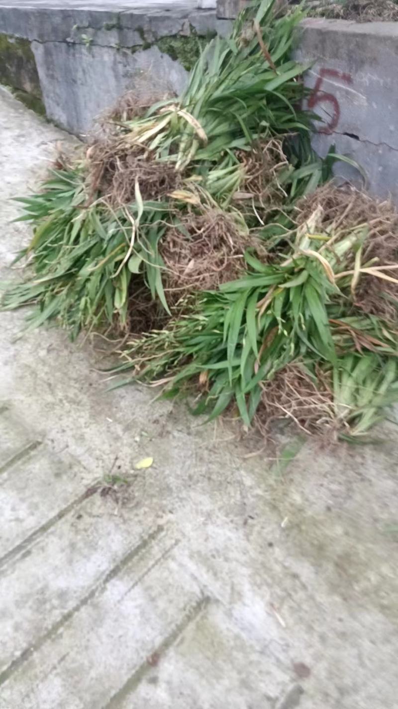 扁竹根莺尾扁竹叶一手货源货源稳定量大优惠欢迎电联